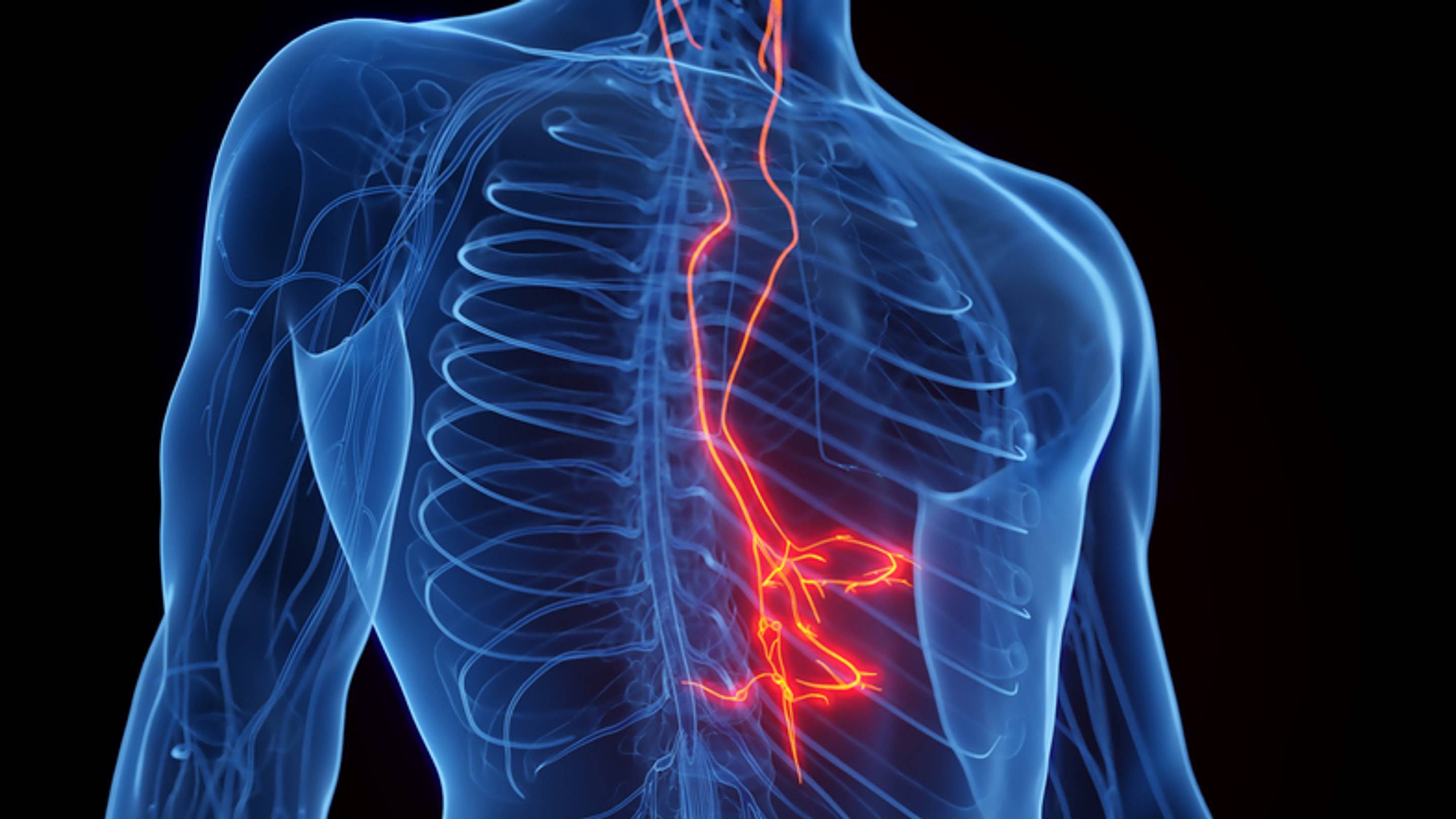 9 Fascinating Facts About the Vagus Nerve