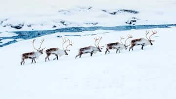 A group of reindeer walk up a snowy riverbank.