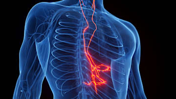 An illustration of the vagus nerve’s location in the human body.