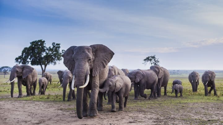 A herd of African elephants on the move.