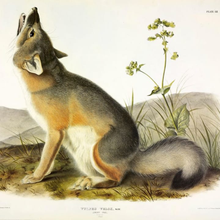 A swift fox illustrated by John J. Audubon.
