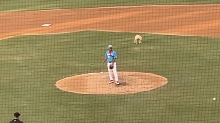 Clearwater Threshers bat dog makes its first trip onto the infield grass. 