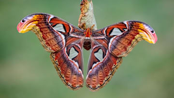 An Atlas moth.