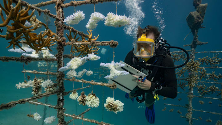 Coral Reefs And White Death