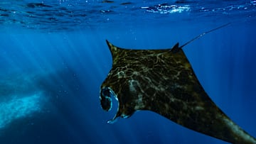 Manta ray in the lagoon of Mayotte