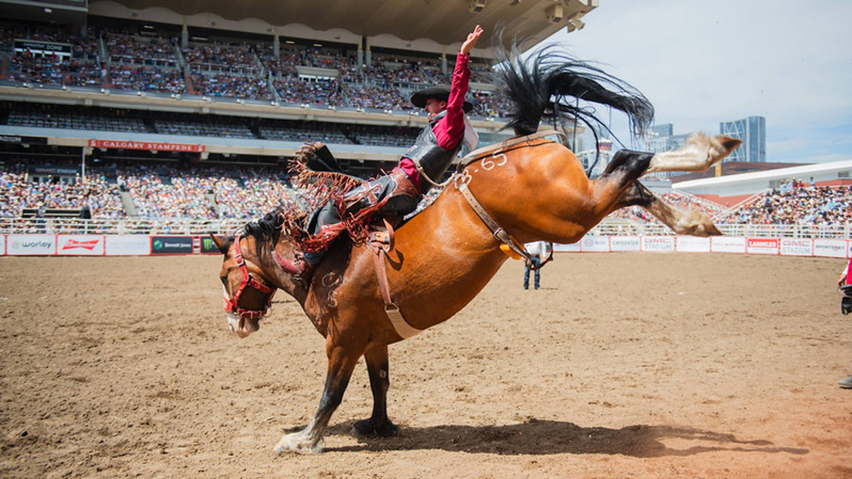 Shadbolt’s NFR Push: Bareback Rider Makes Late-Season Surge With 3 Straight Wins
