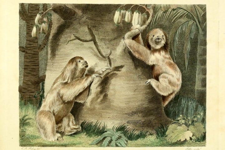 An early illustration of three-toed sloths.