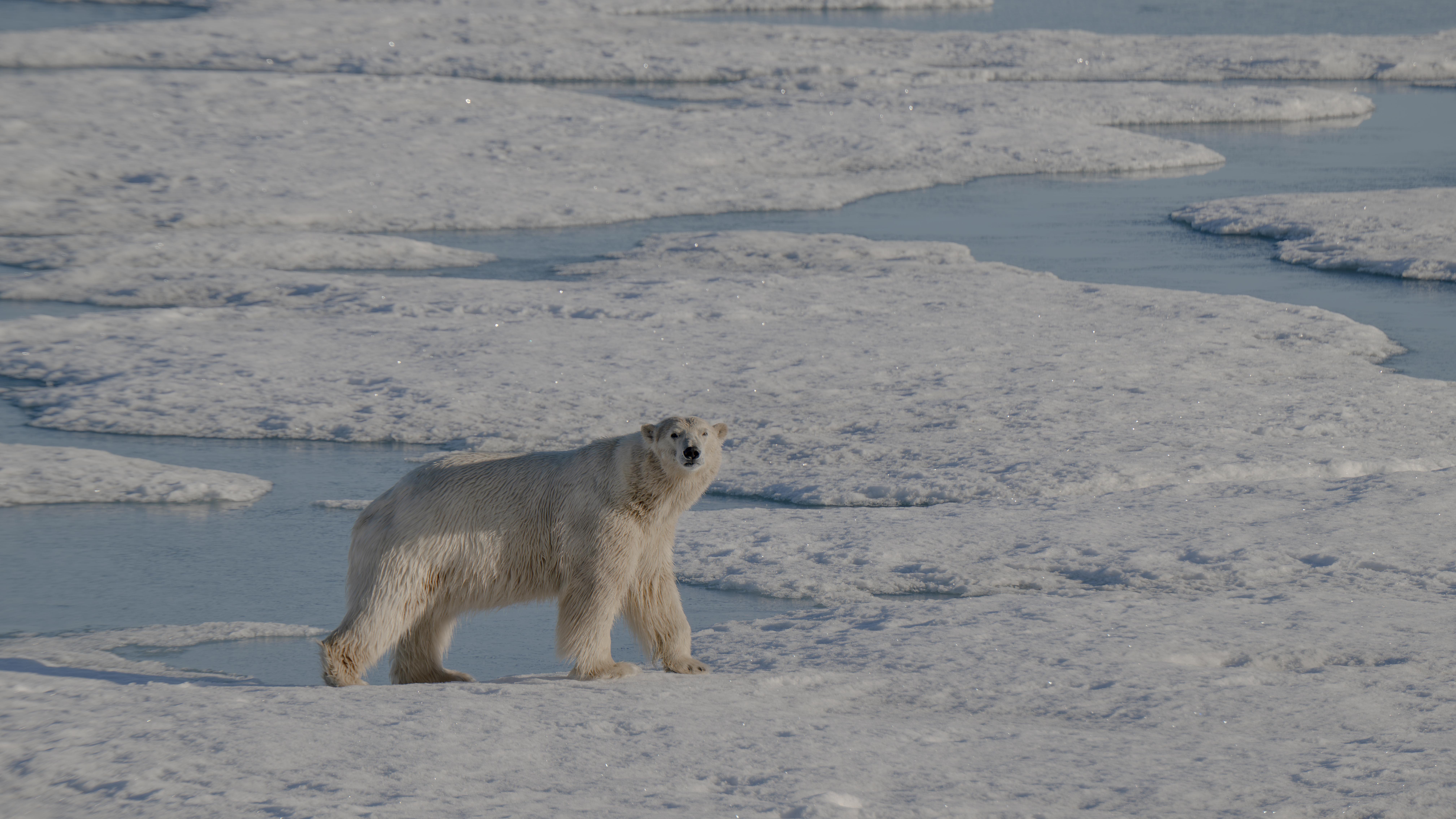 Polar Bears Are Picking Up More Pathogens as Sea Ice Shrinks