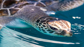 Taronga Zoo Wildlife Hospital