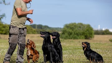 Dog whistles can make training easier.