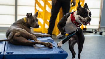 Pet Shelters Face Slower Adoption Times And Decrease In Dog Adoptions