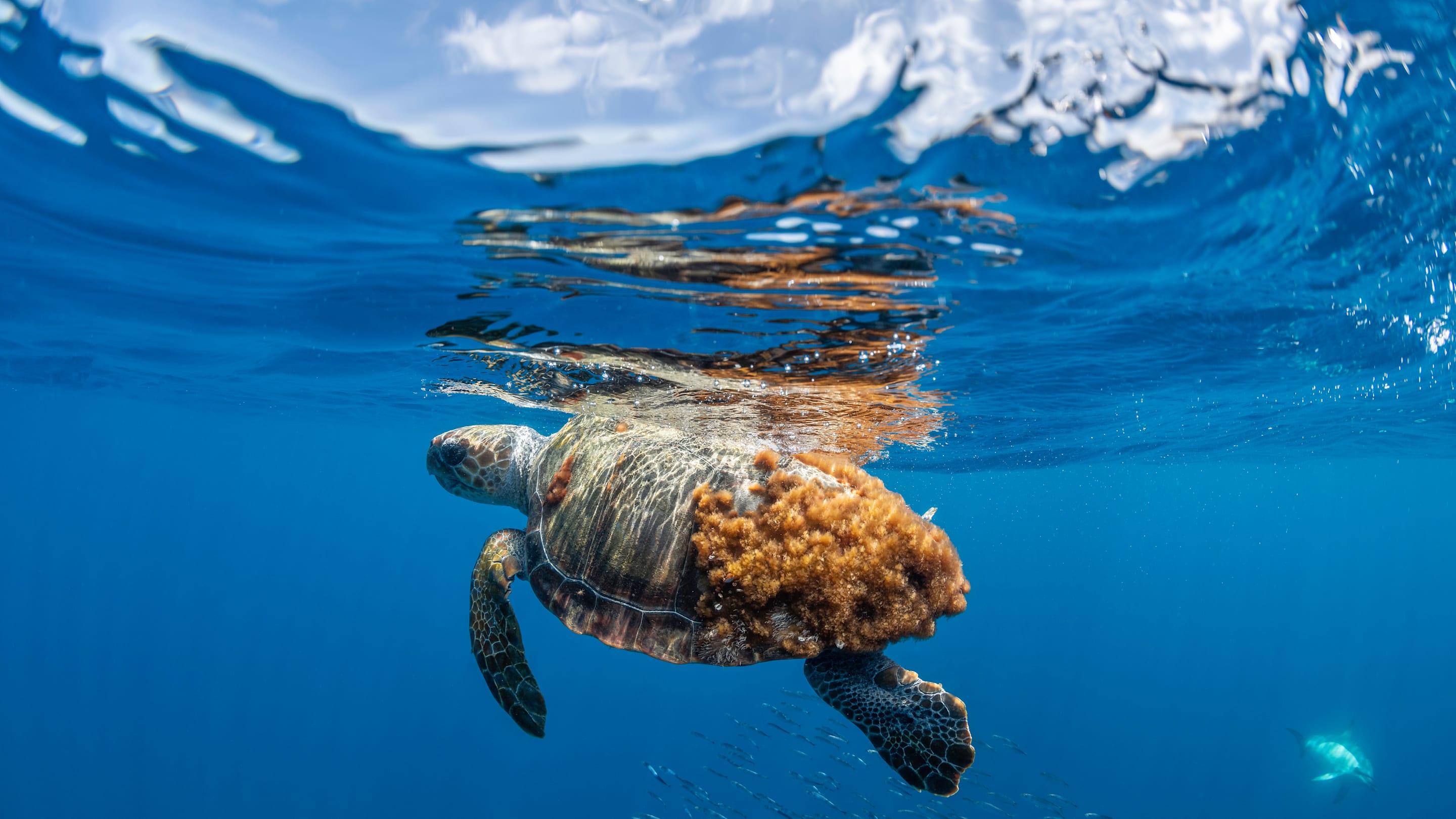 A Three-Flippered Sea Turtle Named Dilly Dally Returns to the Sea