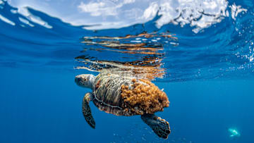 Loggerhead sea turtles are endangered, and the Loggerhead Marinelife Center is trying to help them out.