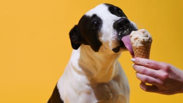 Van Leeuwen’s First Ice Cream for Dogs Is Available NOW at Petco! 
