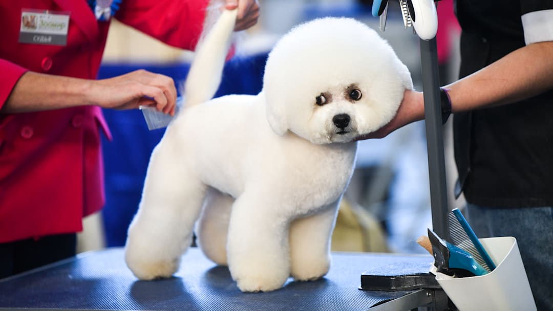 Zoo World annual pet festival in Russia