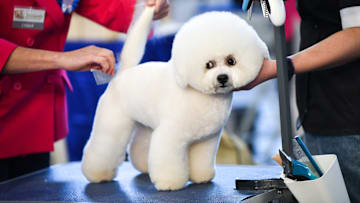 Zoo World annual pet festival in Russia