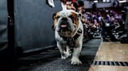 Mississippi State Live Mascot Bully XXII before the game between the LSU Tigers and the Mississippi State Bulldogs at Humphrey Coliseum in Starkville, MS.