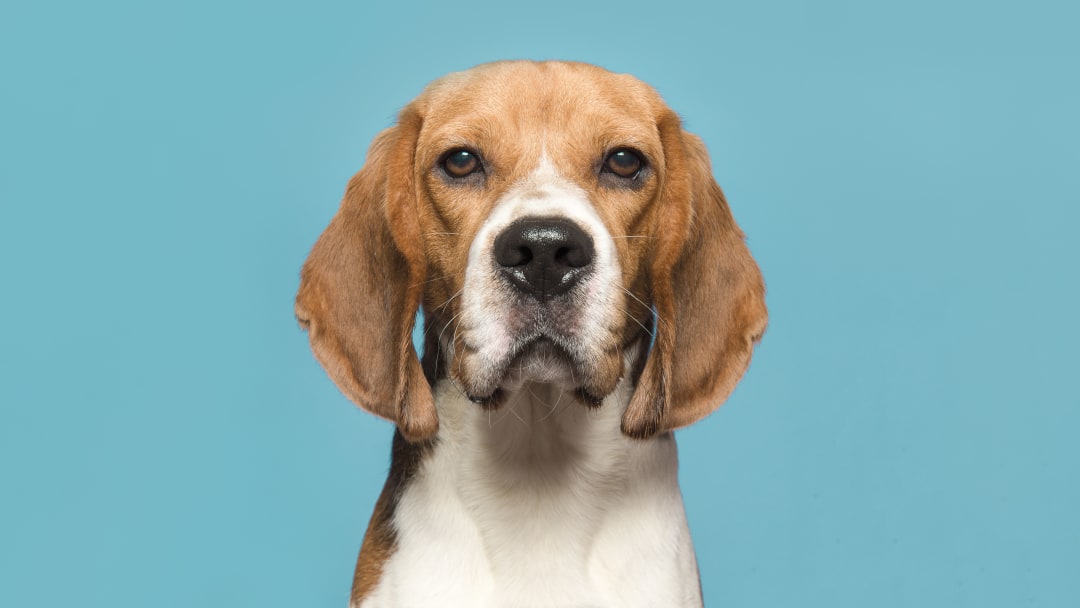 These beagle facts are howling good.