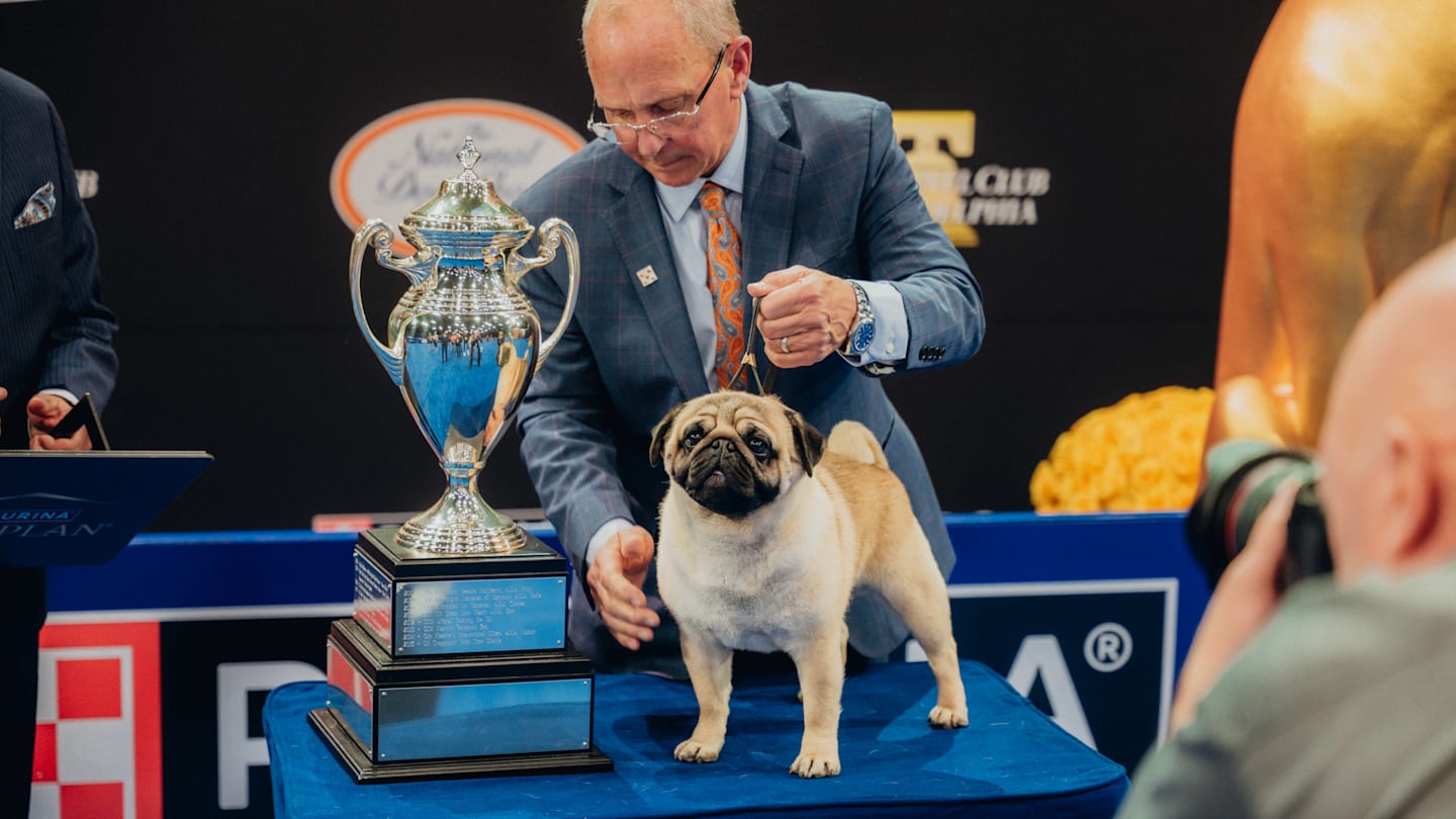 The 2024 National Dog Show crowns Vito as Best in Show