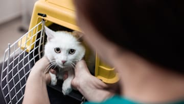 Being in a carrier is not usually a cat’s favorite activity.