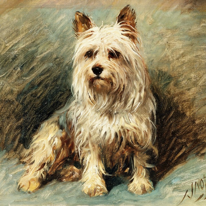 A Yorkie as painted by the 19th-century artist John Emms.