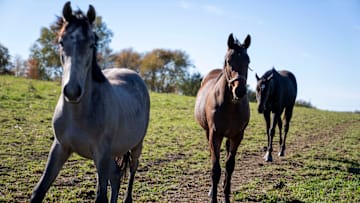 Young horses run to greet their owner, Bill Welch, on Nov. 3, 2025, at his Pleasant Hill home.