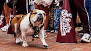 Mississippi State Live Mascot Bully XXII during the game between the Texas Longhorns and the Mississippi State Bulldogs at Davis Wade Stadium at Scott Field in Starkville, MS.