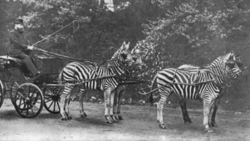 Walter Rothschild, 2nd Baron Rothschild, takes a ride through London with his zebra carriage.