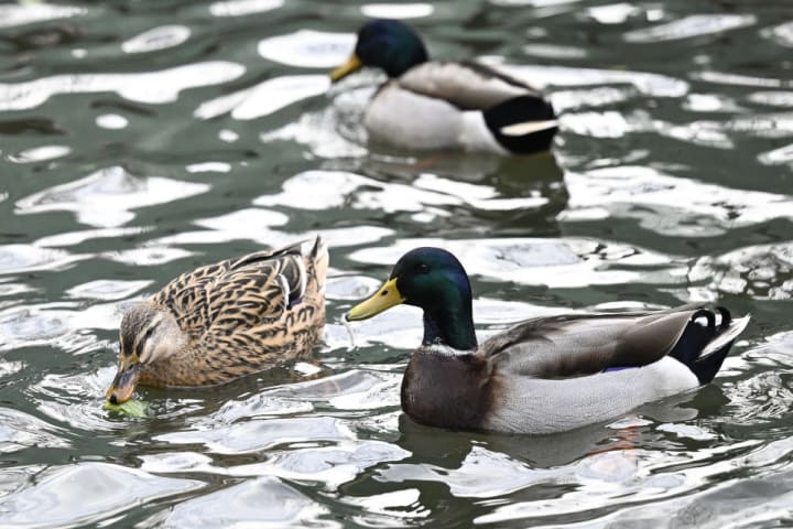Photo of mallard ducks swimming