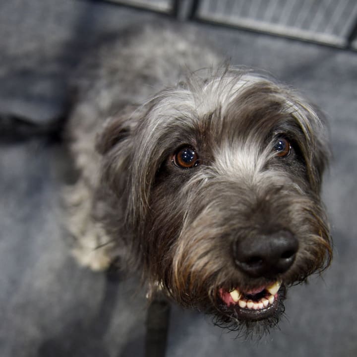 Glen of Imaal Terrier at the National Pet Show in 2018