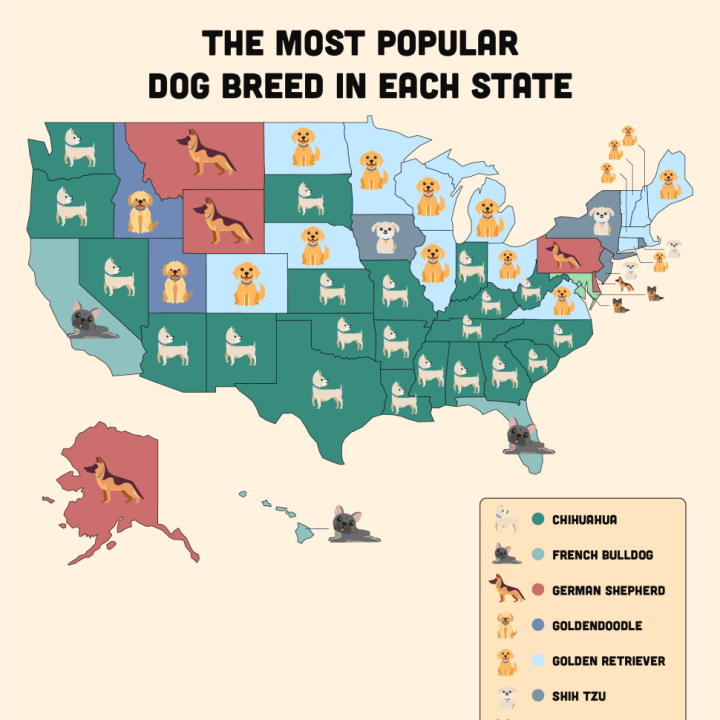 Inforgraphic of the most popular dog breed in each state. 