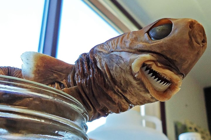 Cookie-cutter shark specimen in a museum collection