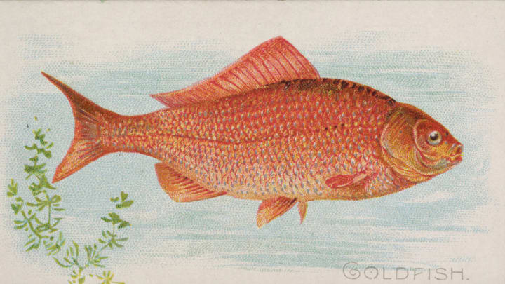 19th-century illustration of a goldfish