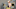 1111_Jaunedice_6306 1111_Jaunedice_6306
