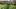 Shaded tea plantation