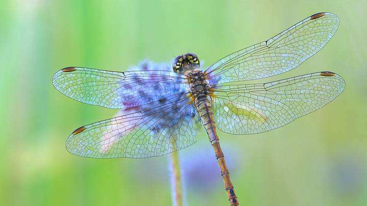 Dragonfly sitting on purple flower against green background
