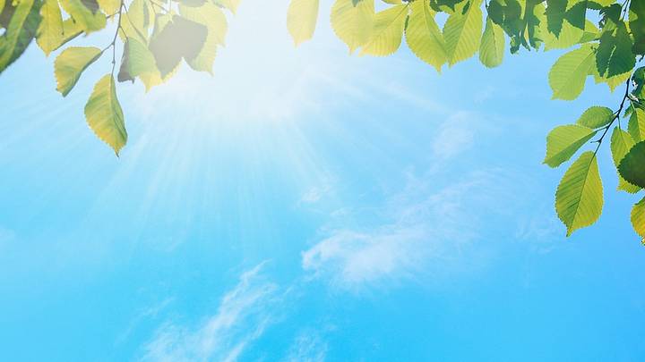 Leaves against bright blue sunny sky