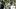 oregon duck football dylan raiola quarterback competition dan lanning big ten conference illinois fighting illini dante moore oregon duck football dylan raiola quarterback competition dan lanning big ten conference illinois fighting illini dante moore
