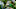 Thee gardens of the Hotel Majapahit, a historical hotel... Thee gardens of the Hotel Majapahit, a historical hotel...