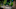 Jungle Cruise To Reopen At Disneyland Park Jungle Cruise To Reopen At Disneyland Park