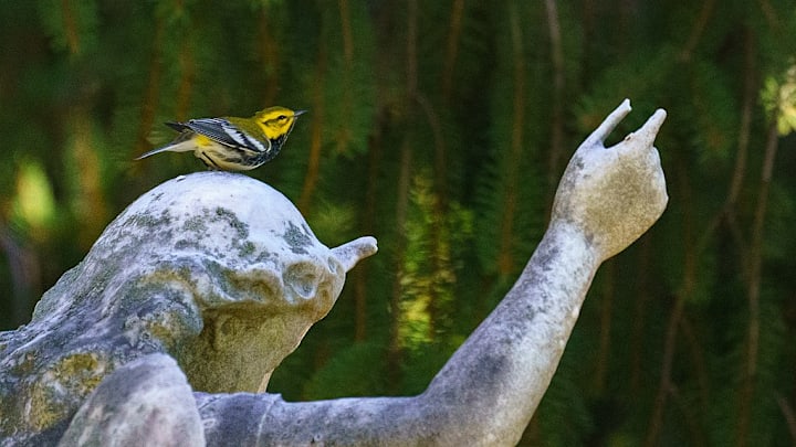 A black-throated green warbler perches on a funerary statue at Green-Wood Cemetery in Brooklyn, New York.