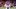 NFL: AUG 27 Patriots at Browns NFL: AUG 27 Patriots at Browns