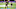 Baltimore Ravens, Tuli Tuipulotu, NFL Draft Baltimore Ravens, Tuli Tuipulotu, NFL Draft