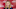 Paula Malcomson Paula Malcomson