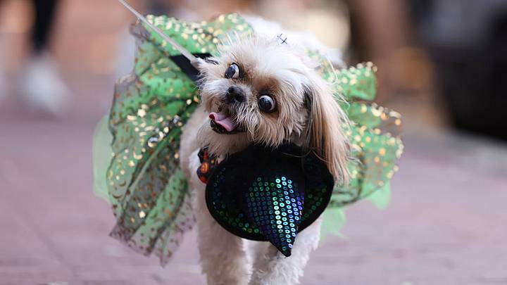 Dog in costume at Barktoberfest Dog in costume at Barktoberfest