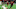 Matt Miazga, Caleb Wiley Matt Miazga, Caleb Wiley
