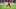 Alphonso Davies