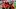 Belgium v Egypt - FIFA World Cup 2026 - Group G Belgium v Egypt - FIFA World Cup 2026 - Group G