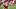 Jake Bickerstaff of Cheltenham Town. Jake Bickerstaff of Cheltenham Town.