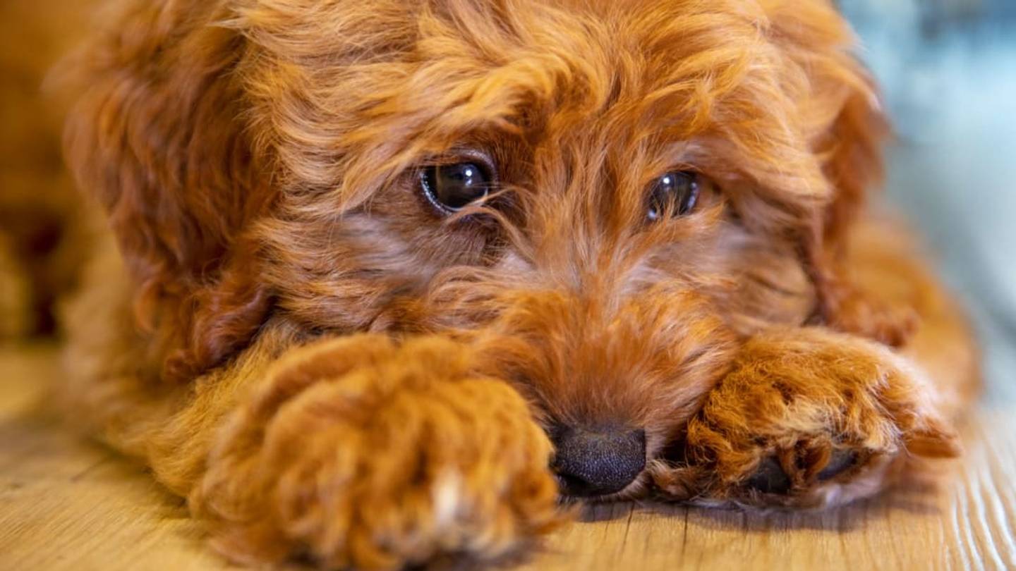 The Man Who âInventedâ the Labradoodle Called the Dog Crossbreed His Biggest Regret